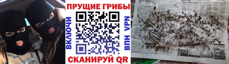 Галлюциногенные грибы Cubensis  хочу наркоту  Адыгейск 